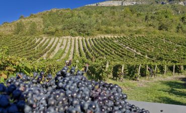 vendanges arbin 2025 (3)